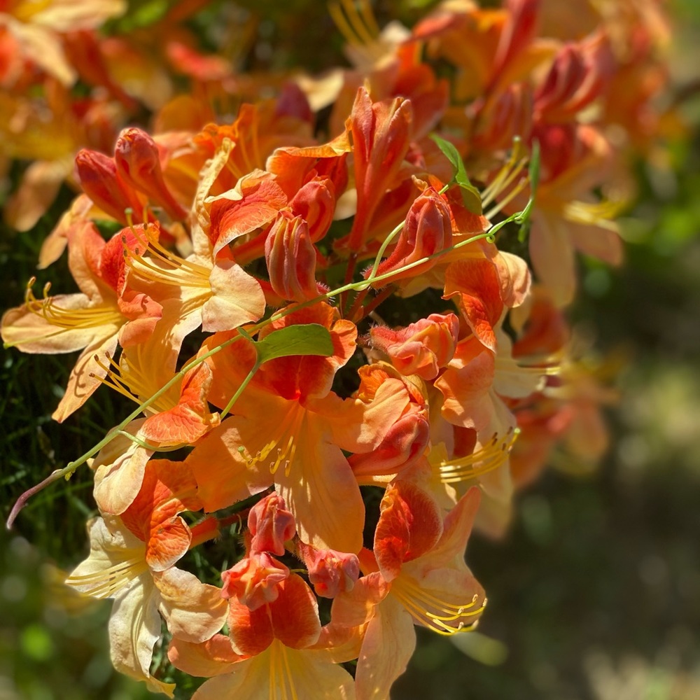 Meet your Posher, Catt